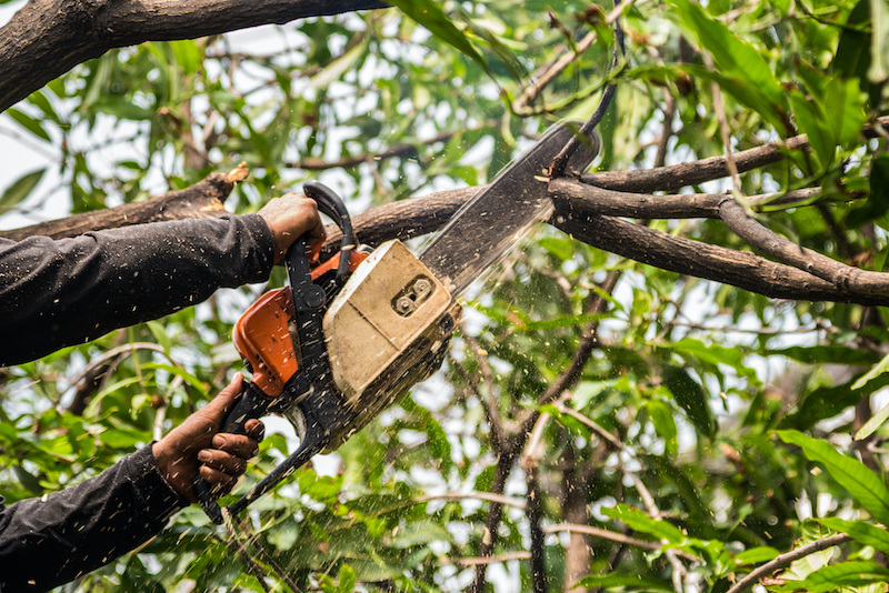 Chansaw cutting a branch-SEO for Tree Surgeons