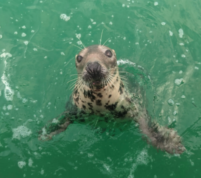 Seal poking its head out of the water