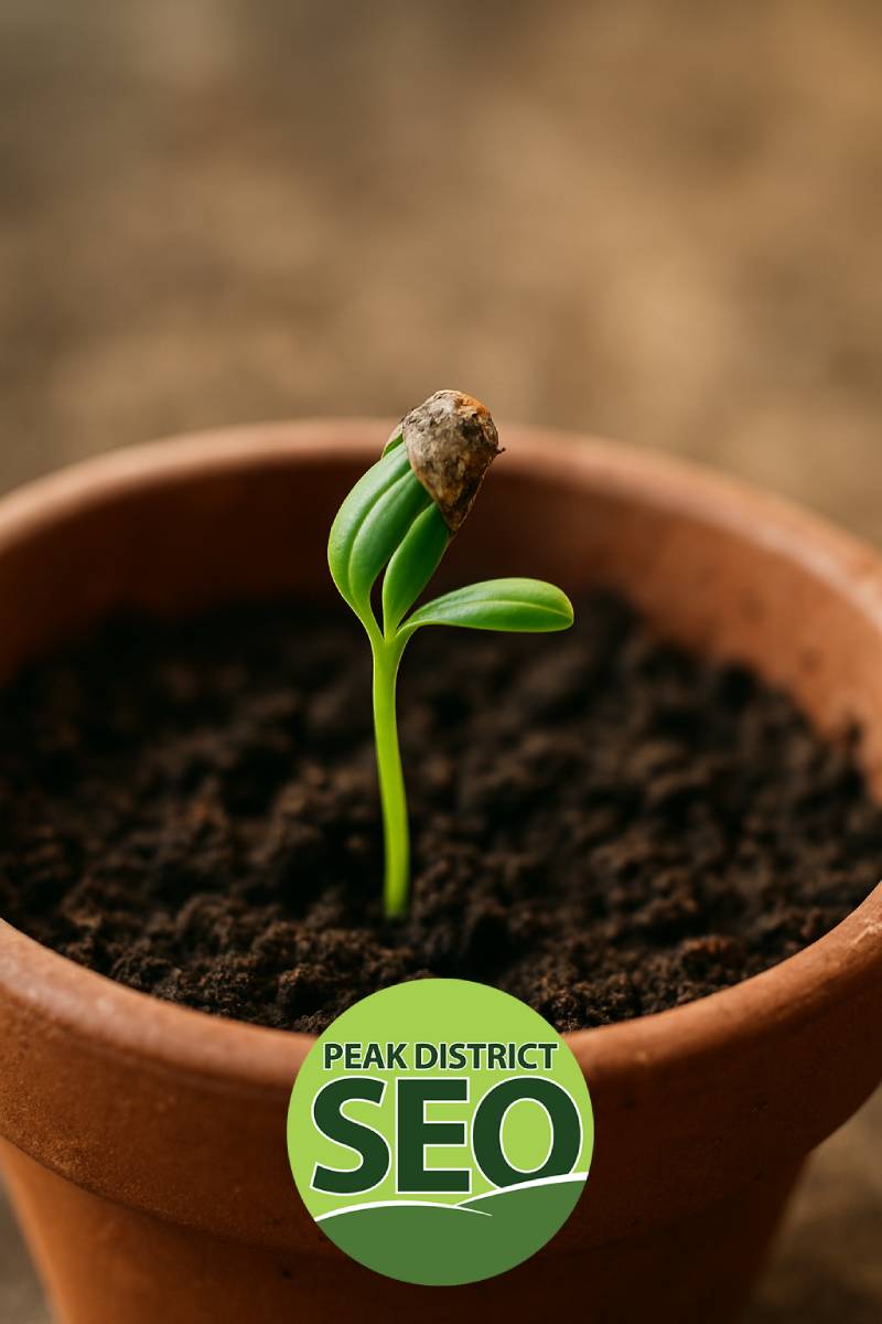 Seedling representing personal growth